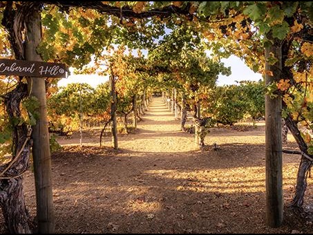 A sunny day at Wilson Creek Winery in Temecula, with people enjoying wine on a large patio.