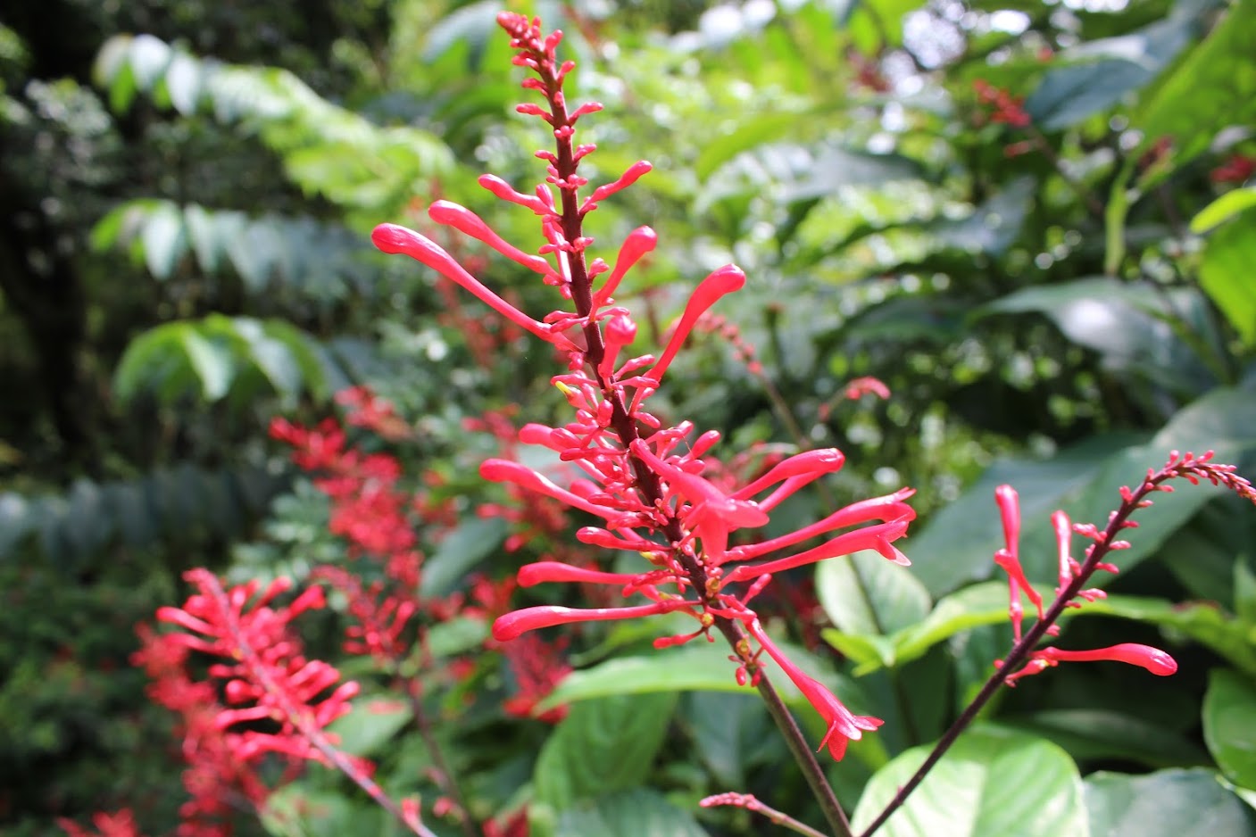 Close-up of bright red tropical firespike flowers in the rainforest