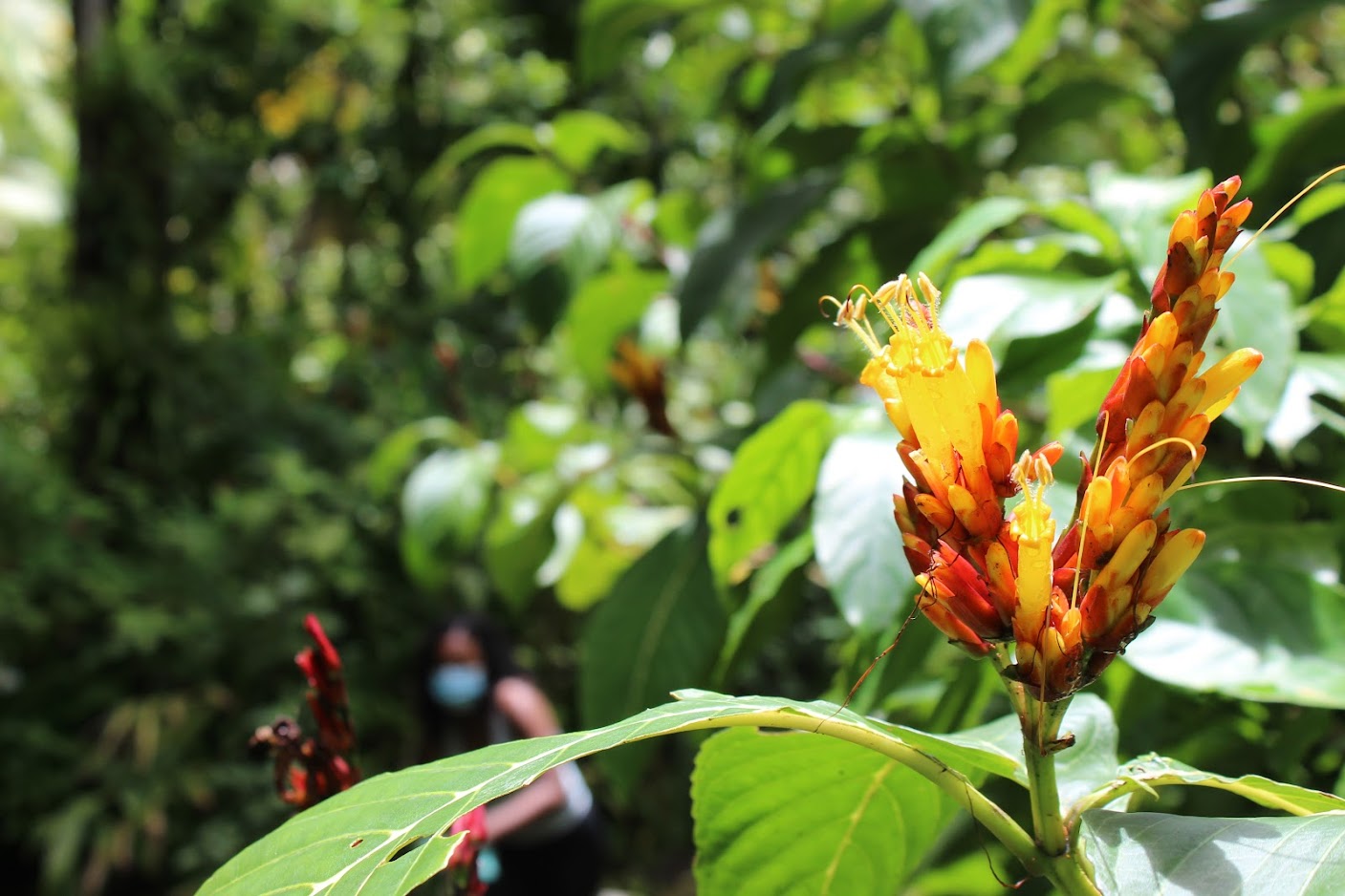 Orange and yellow tropical flower in bloom with a masked visitor behind